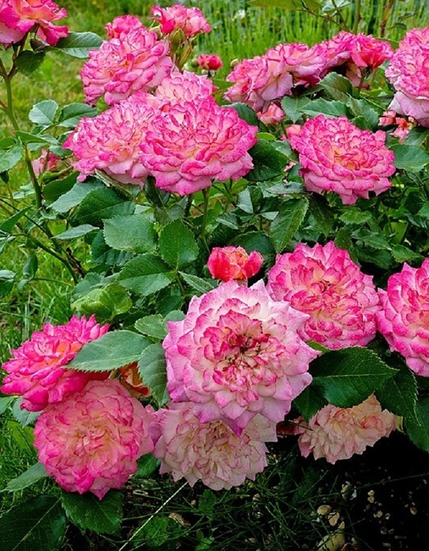 Роза флорибунда Кантри Гёрл