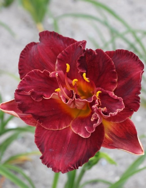 Лилейник Бургунди Лав