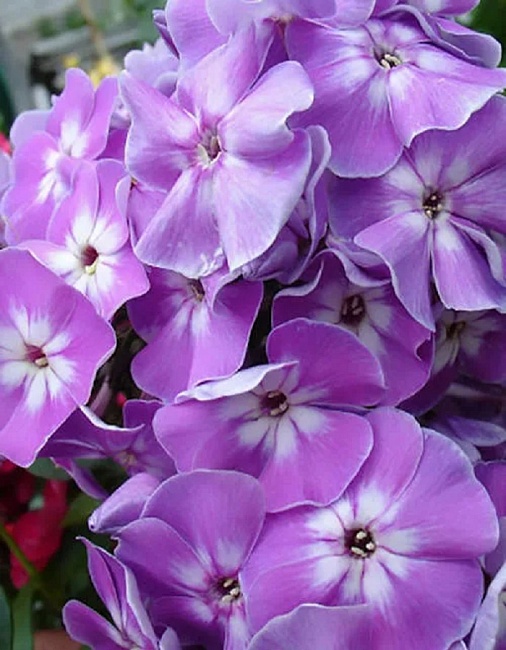 Флокс Катерина 