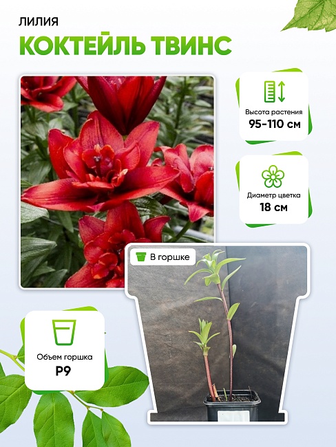 Лилия Коктейль Твинс 1 шт Р9