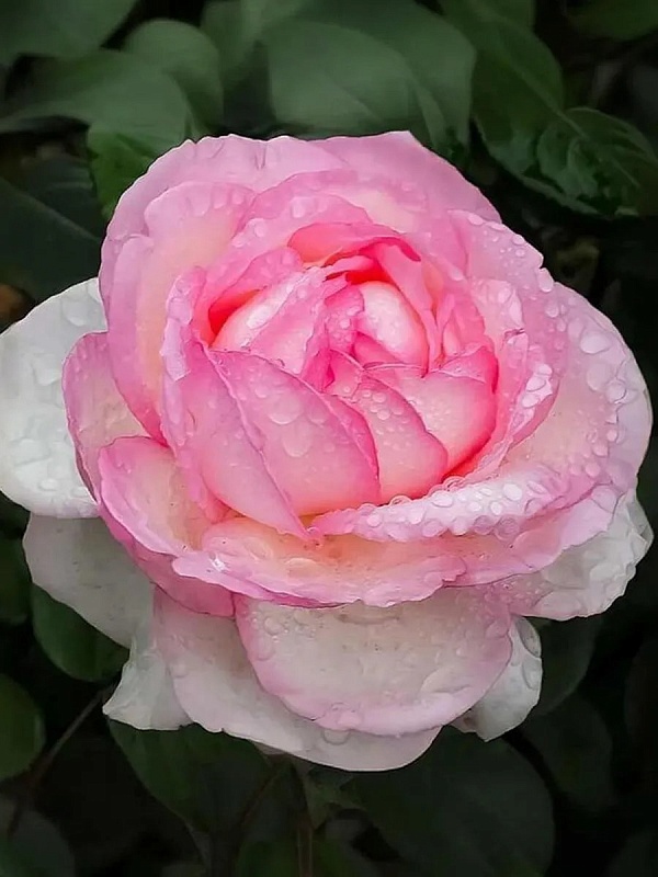 Роза чайно-гибридная Оноре де Бальзак 