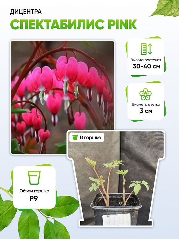 Дицентра Спектабилис Pink 1 шт Р9