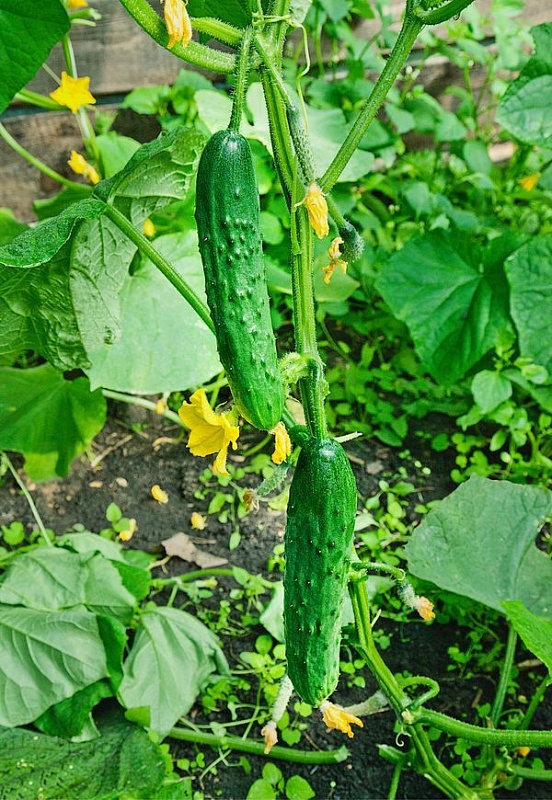 Огурец Зозуля F1 0,25 гр цв.п (Био-старт)