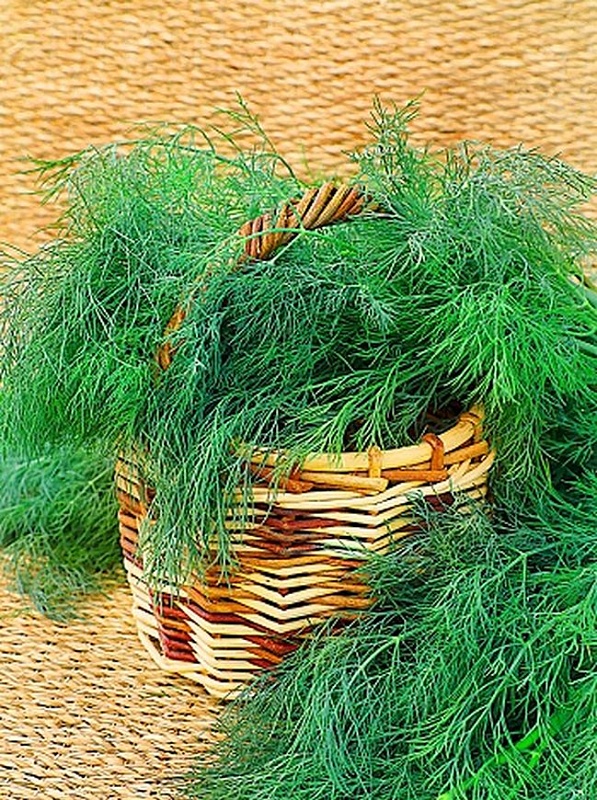 Укроп Филигрань (Селекция "ВХ") 2 гр. б.п.