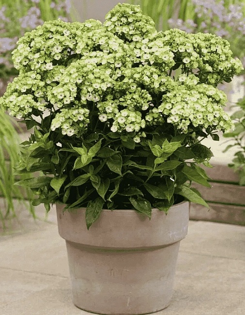 Флокс Орхид Грин 