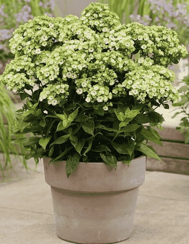 Флокс Орхид Грин 