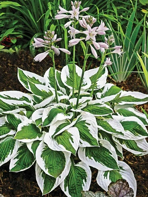 Хоста Патриот