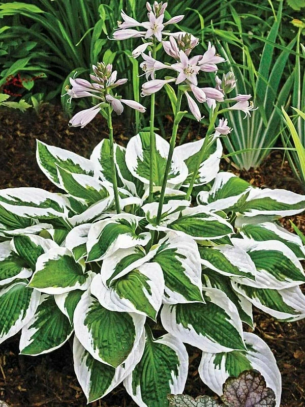 Хоста Патриот