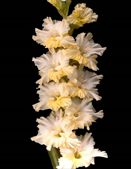 Гладиолус Солнечный Танец