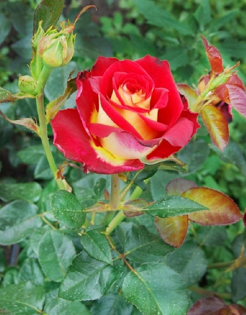 Роза чайно-гибридная Френдшип 