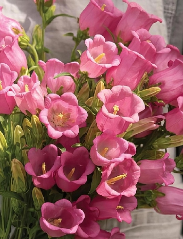 Колокольчик Чемпион 2 Роуз ASF 1 шт Р9