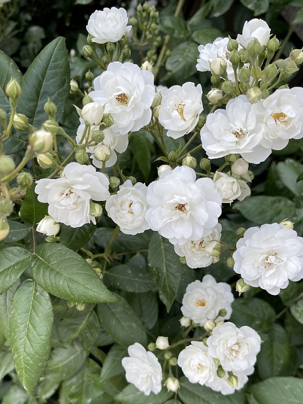 Роза плетистая Гирлянд де Амур