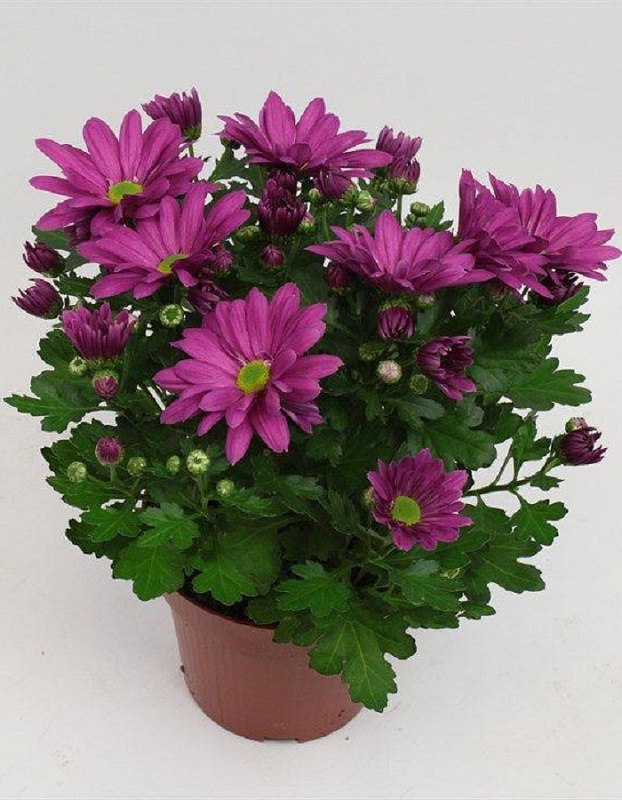Хризантема Бриз Классик ASF 1 шт Р9