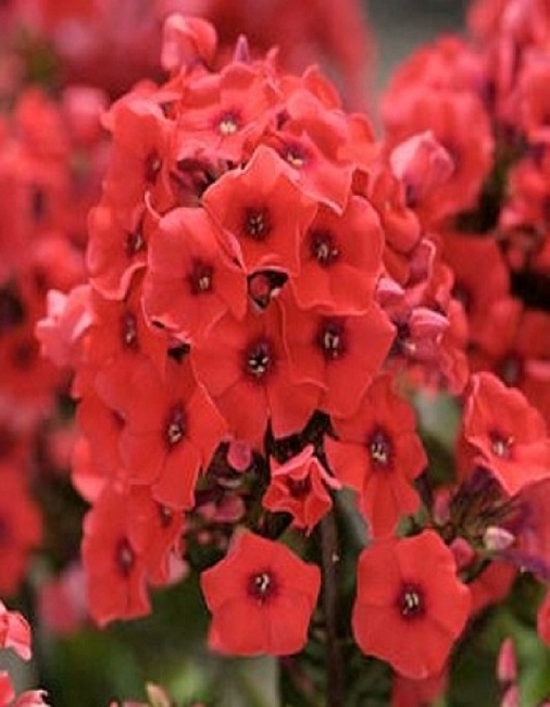 Флокс Текила Санрайз 