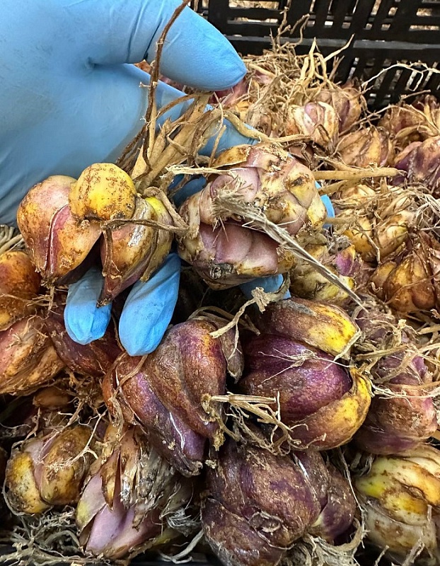 Лилия Регале 