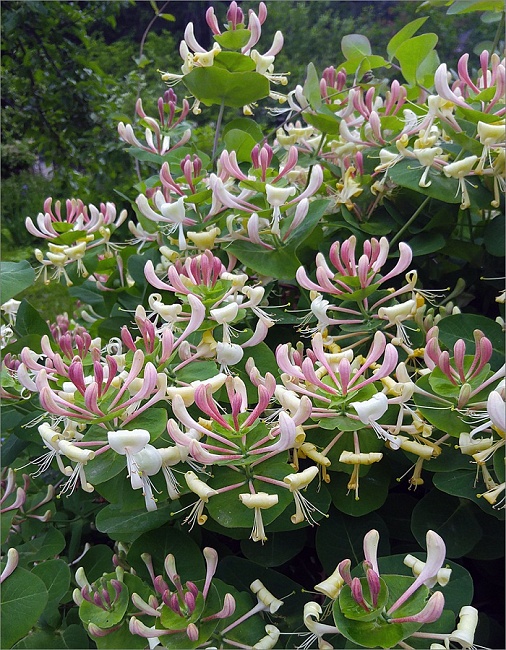 Жимолость декоративная Каприфоль ASF1 шт Р9