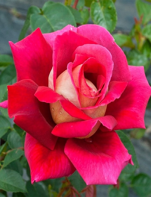 Роза чайно-гибридная Кроненбург 