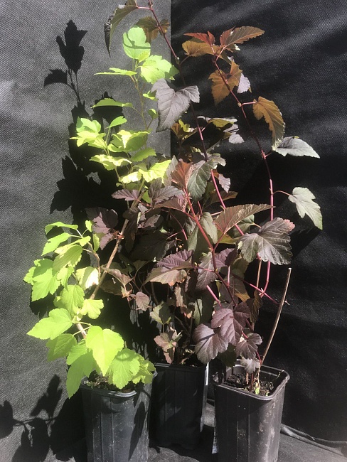 Пузыреплодник калинолистный Наггет 1 шт Р9