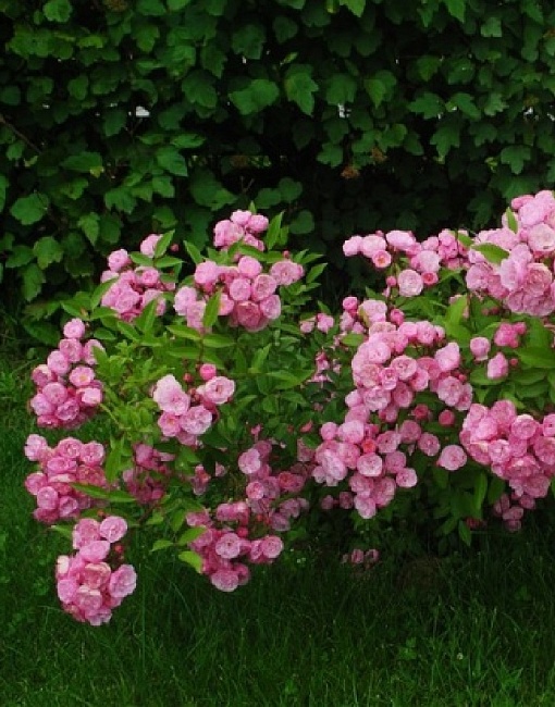 Роза мускусная Хевели Пинк