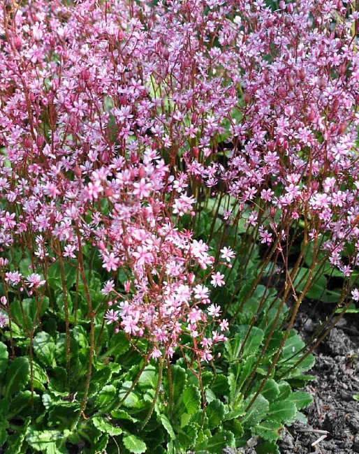 Камнеломка теневая ASF 1 шт Р9