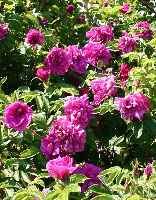 Роза парковая Ханса