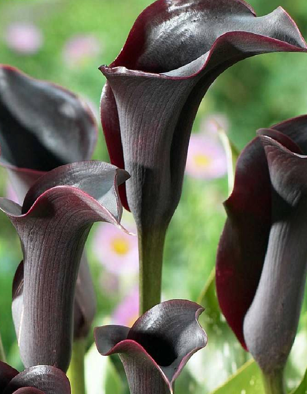 Калла Контор 