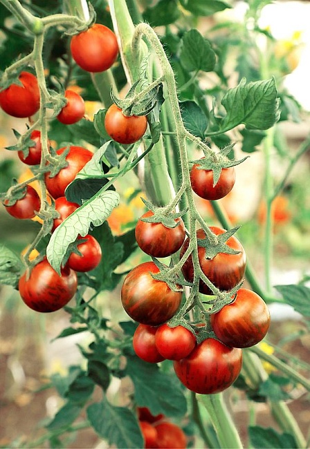 Томат Арапчонок (Селекция "ВХ") F1 0,05 гр цв.п