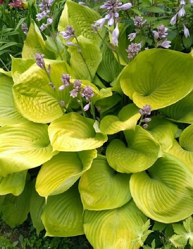 Хоста Сам энд Сабстэнс 