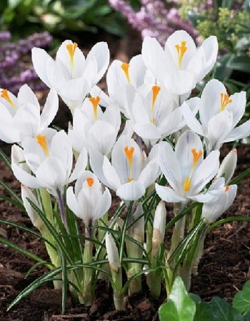 Крокус Жанна Д' Арк 1 уп. (5 шт.)