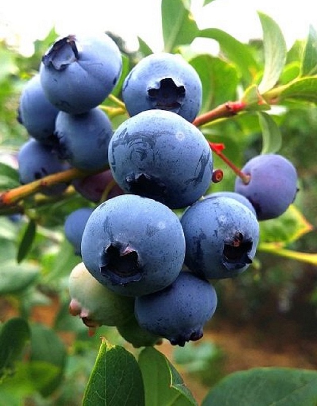 Голубика высокорослая Ханнас Чоиз