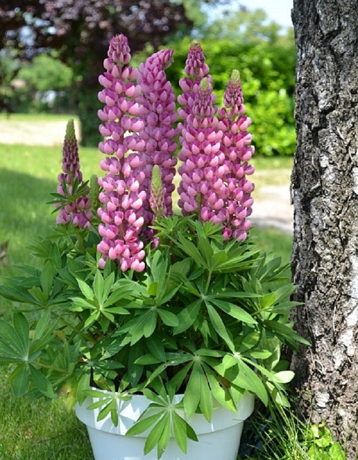 Люпин Птица счастья (УД) 10 шт цв п