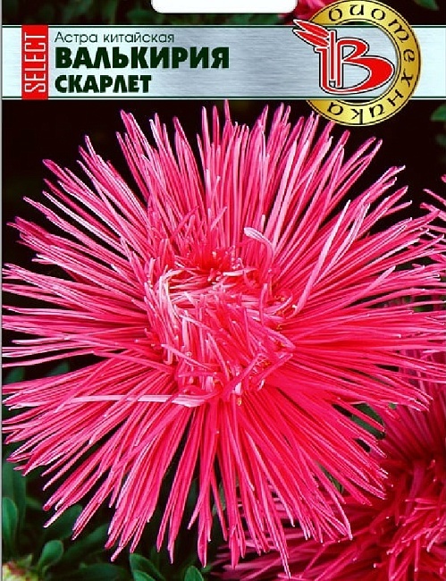 Астра Валькирия селект Скарлет 30 шт