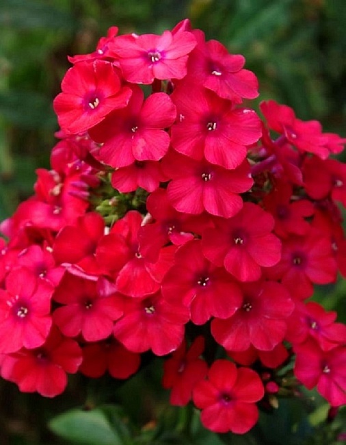 Флокс Мисс Мэри 