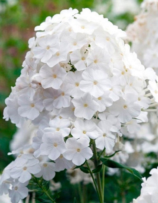 Флокс Пина Колада 