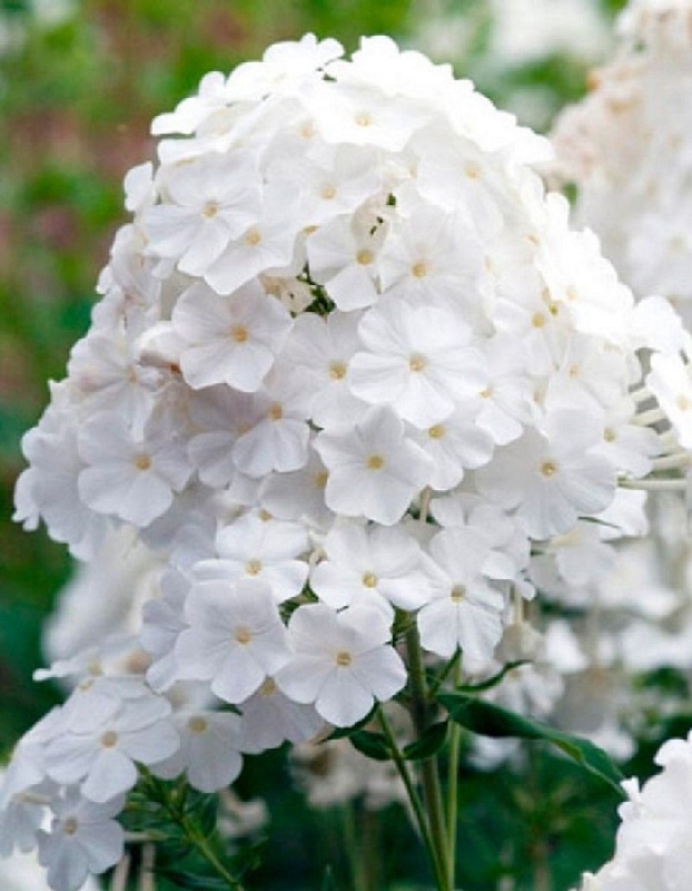 Флокс Пина Колада 