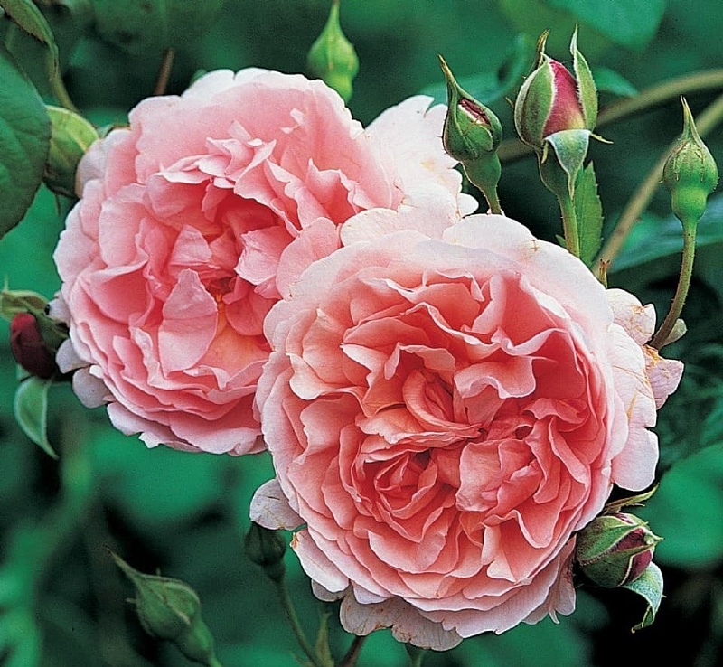 Роза английская Строуберри Хилл