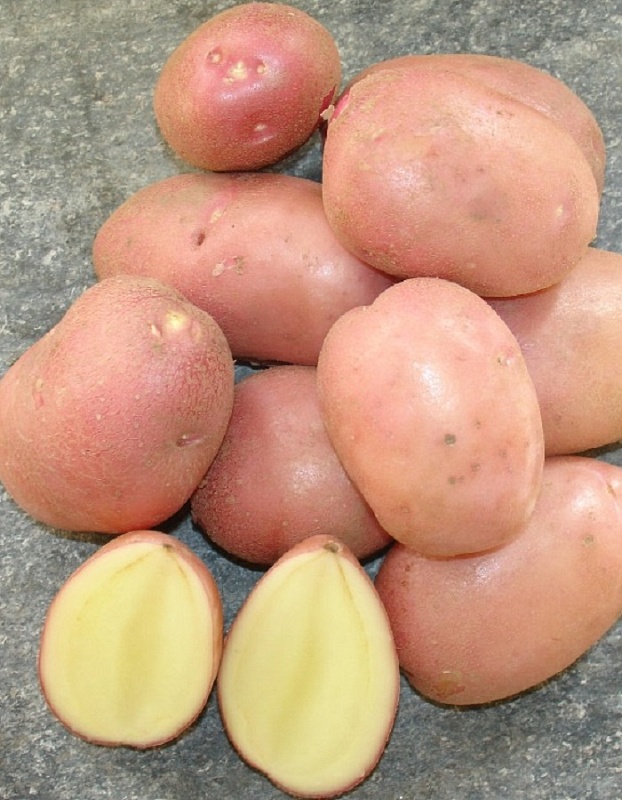 Картофель Гранд, суперэлита