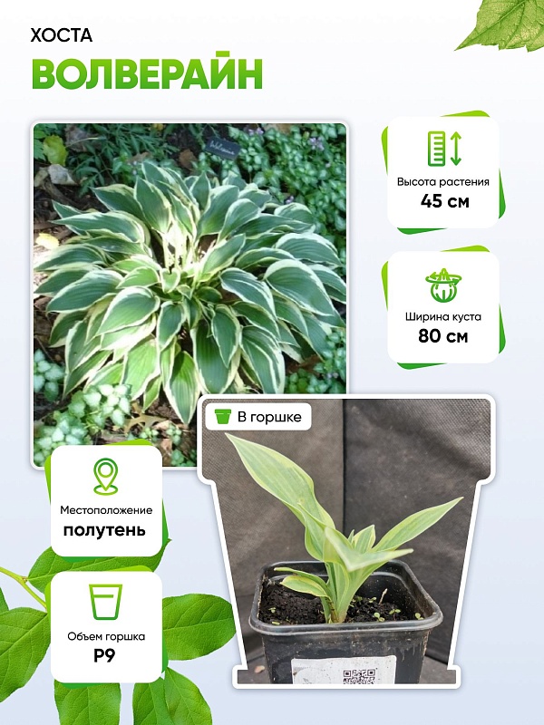 Хоста Волверайн 