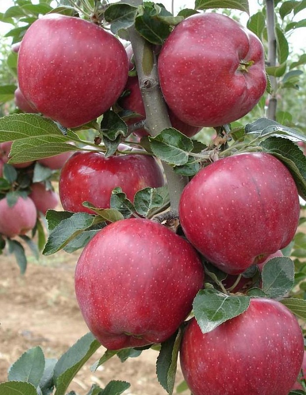 Яблоня колонновидная Аркаим