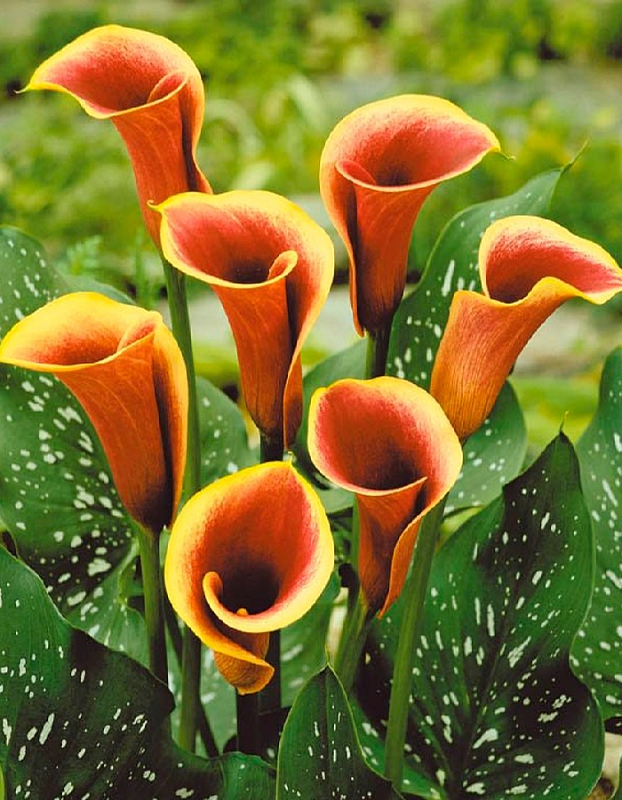 Калла Хот Шот 