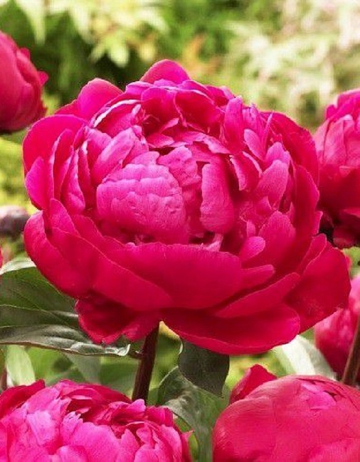 Пион травянистый Фиона