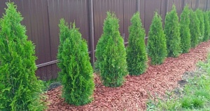 Подготовка туи к зиме