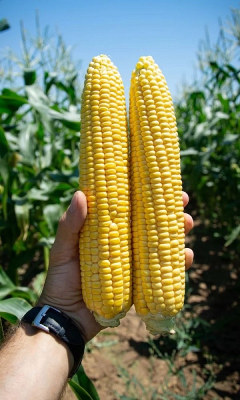 Кукуруза Аурика - сахарная F1 (УД) 5 гр. цв.п.