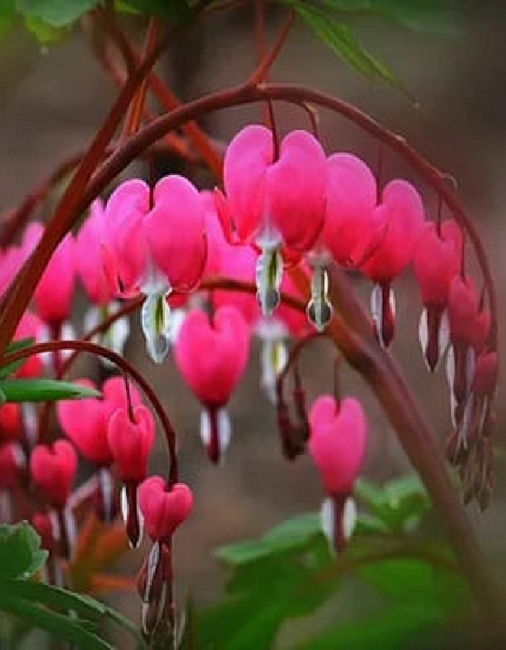 Дицентра Спектабилис Pink