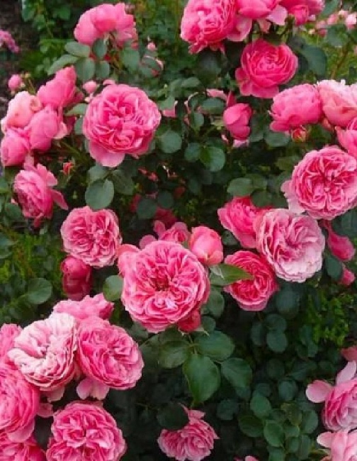 Роза флорибунда Пинк Пиано