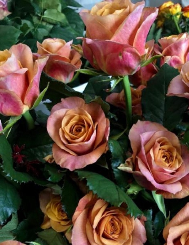 Роза чайно-гибридная Симбол 