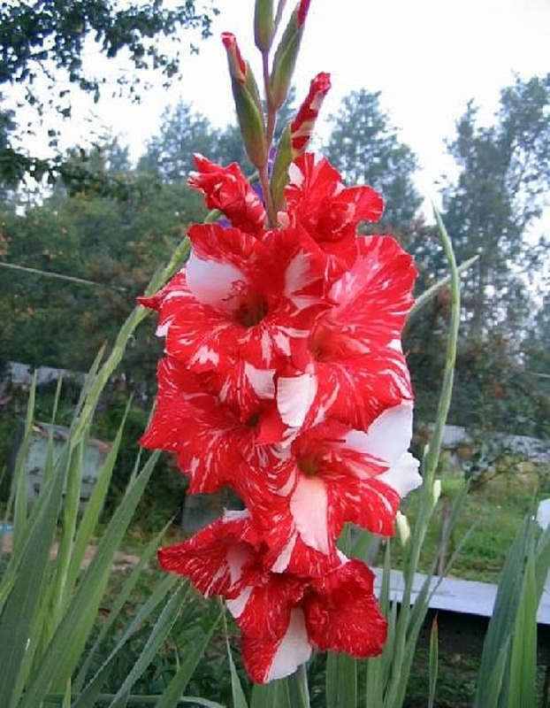 Гладиолус Гельветия 