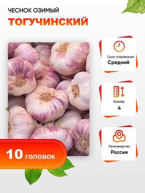 Чеснок Тогучинский 1 уп. (10 головок) калибр 4
