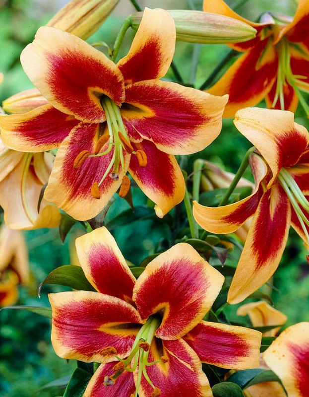 Лилия Рэд Монинг 