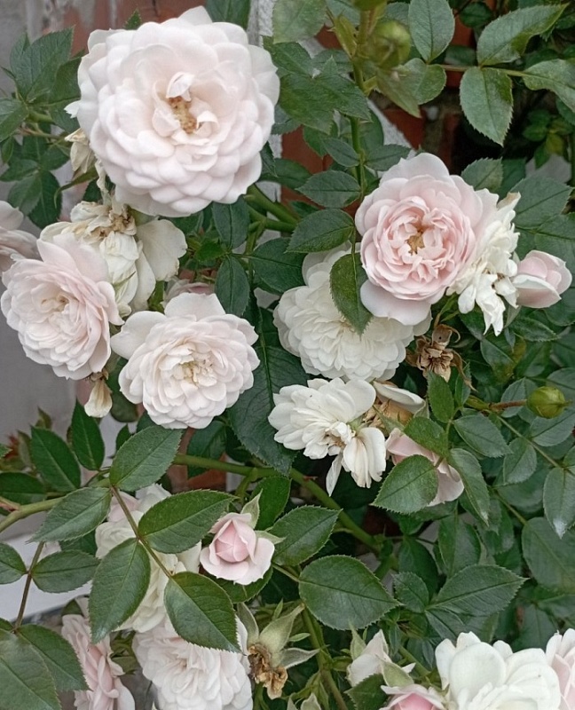 Роза плетистая Старлет Роуз Алина